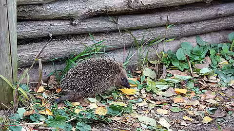 Tiere wie Igel brauchen Durchgänge 