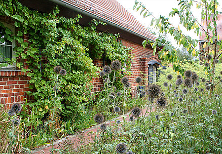 Wilder Wein am Haus