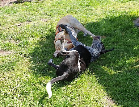 Soziale Auslastung klappt am besten mit bereits bekannten Hunden. Soziale Auslastung klappt am besten mit bereits bekannten Hunden.