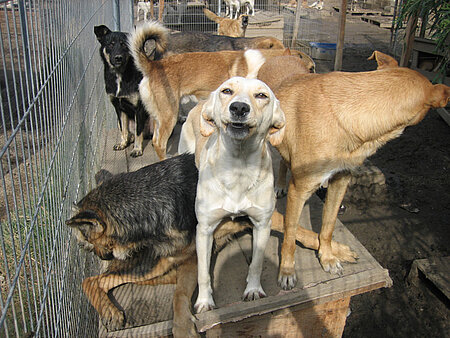 Straßenhunde in einem rumänischen Tierheim. 