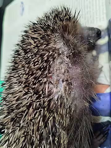 Pilzbefallener Igel.