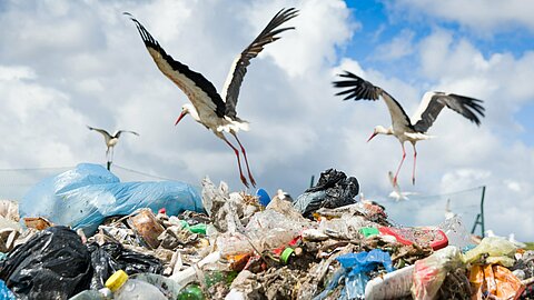 Die Störche finden auf Mülldeponien Nahrung und sparen sich dadurch den weiten Flug nach Afrika.