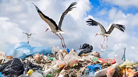 Die Störche finden auf Mülldeponien Nahrung und sparen sich dadurch den weiten Flug nach Afrika.
