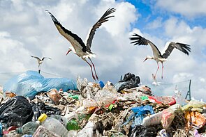 Die Störche finden auf Mülldeponien Nahrung und sparen sich dadurch den weiten Flug nach Afrika.
