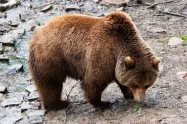 Braunbär (Ursus arctos)