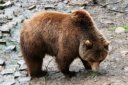 Braunbär (Ursus arctos)