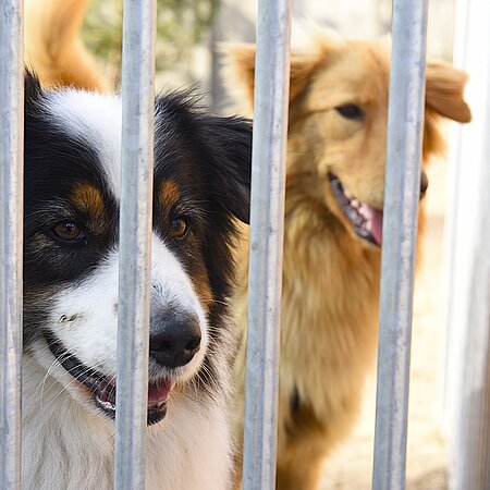 Endstation Tierheim, weil sich die Halter nicht ausreichend informiert haben. Endstation Tierheim, weil sich die Halter nicht ausreichend informiert haben.
