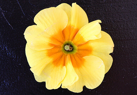 Gartenprimel (Züchtung, Primula veris x vulgaris)