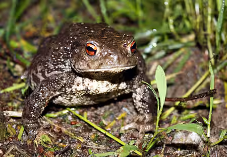 Erdkröte