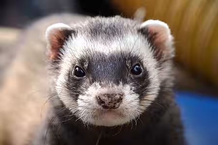 Wer Frettchen halten möchte, benötigt die Zustimmung des Vermieters.