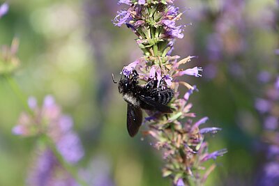 Mit ihrer langen Zunge kommt die schwarze Holzbiene auch auf den Grund von Lippenblüten