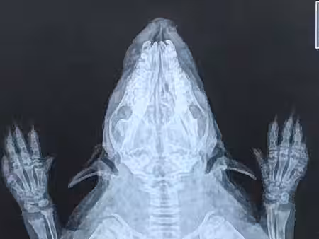 Röntgenbild von Igel Hope 