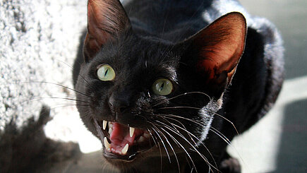 Wütende Katze