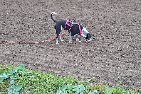 Eine Leckerliesuche auf dem freien Feld bietet sich auch als Belohnung für einen gelungenen Rückruf an.