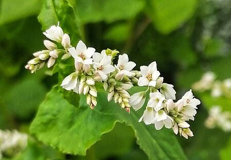 Buchweizen „Panda“ (Fagopyrum esculentum)