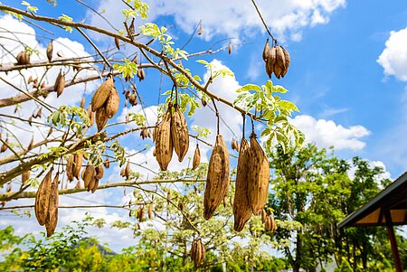 Kapokbaum mit fast Reifen Früchten