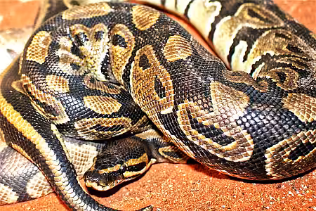 Sehr begehrt – die Häute von Pythons.