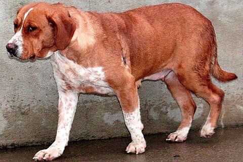 Mischling 'Pearl' aus Vitzeroda