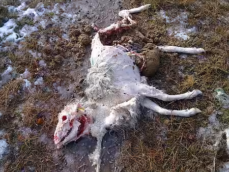 Totes Schaf.