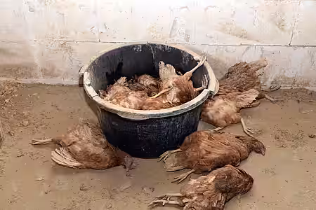 Tote und verletzte Tiere in Bio-Anlage