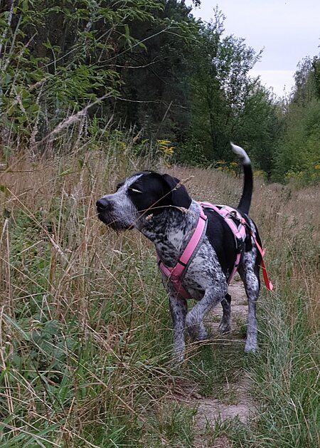 Vor allem Jagdhunde nehmen draußen ständig spannende Gerüche wahr. 