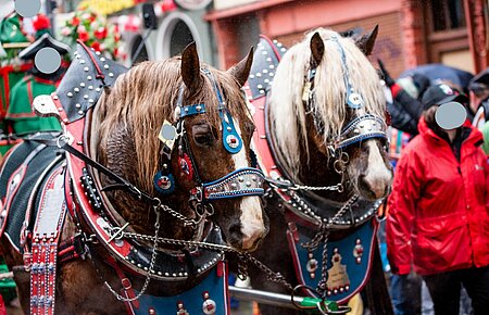 Spaß im Karneval wäre doch auch ohne den Einsatz von Pferden möglich.