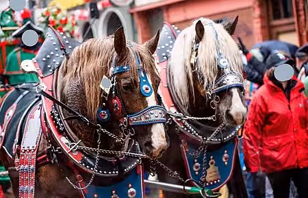 Spaß im Karneval wäre doch auch ohne den Einsatz von Pferden möglich.