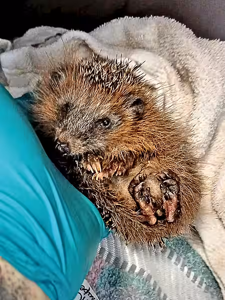 Schwacher und unterentwickelter Jungigel Schwacher und unterentwickelter Jungigel