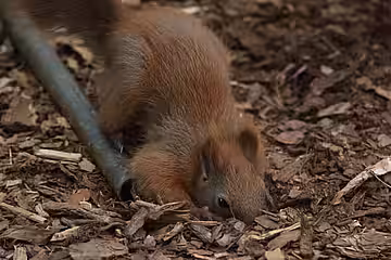 Hörnchen beim Verbuddeln einer Nuss.