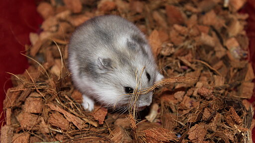 Hamster sitzt auf Korkgranulat
