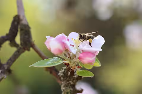 Honigbiene im Anflug