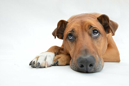 tier – Menschen e.V.: Zuckerersatzstoff giftig für Hunde