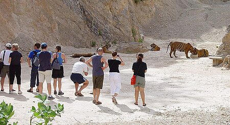 Angekettete Tiger in Thailand