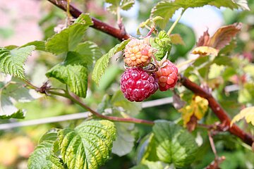 Auch Obststräucher dürfen in der Schonzeit nicht entfernt oder stark zurückgeschnitten werden.