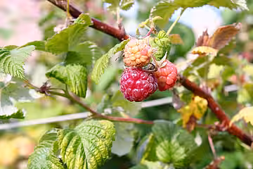Auch Obststräucher dürfen in der Schonzeit nicht entfernt oder stark zurückgeschnitten werden.