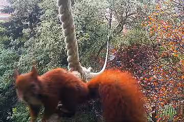1tes Foto Hörnchen auf Seil vom 11.10.2014
