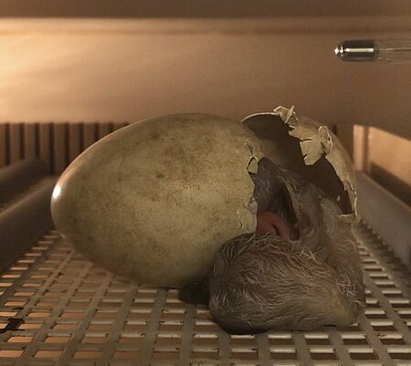 Der erste Jungstorch schlüpfte am 30.05.2020 aus dem Ei