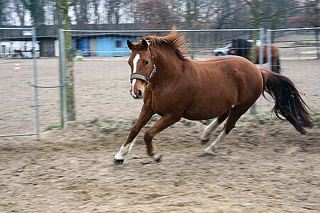 Pferd im Roundpen 