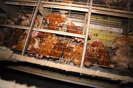 Hühner in Käfighaltung Hühner in Käfighaltung