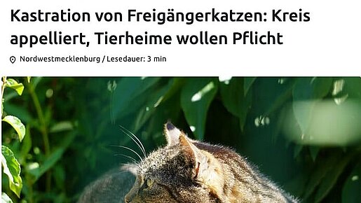 20.05.2025 | Nordkurier | Kastration von Freigängerkatzen: Kreis appelliert, Tierheime wollen Pflicht