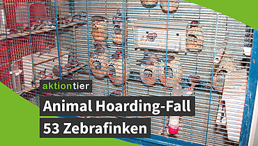 aktion tier Animal Hoarding-Fall: 53 Zebrafinken 