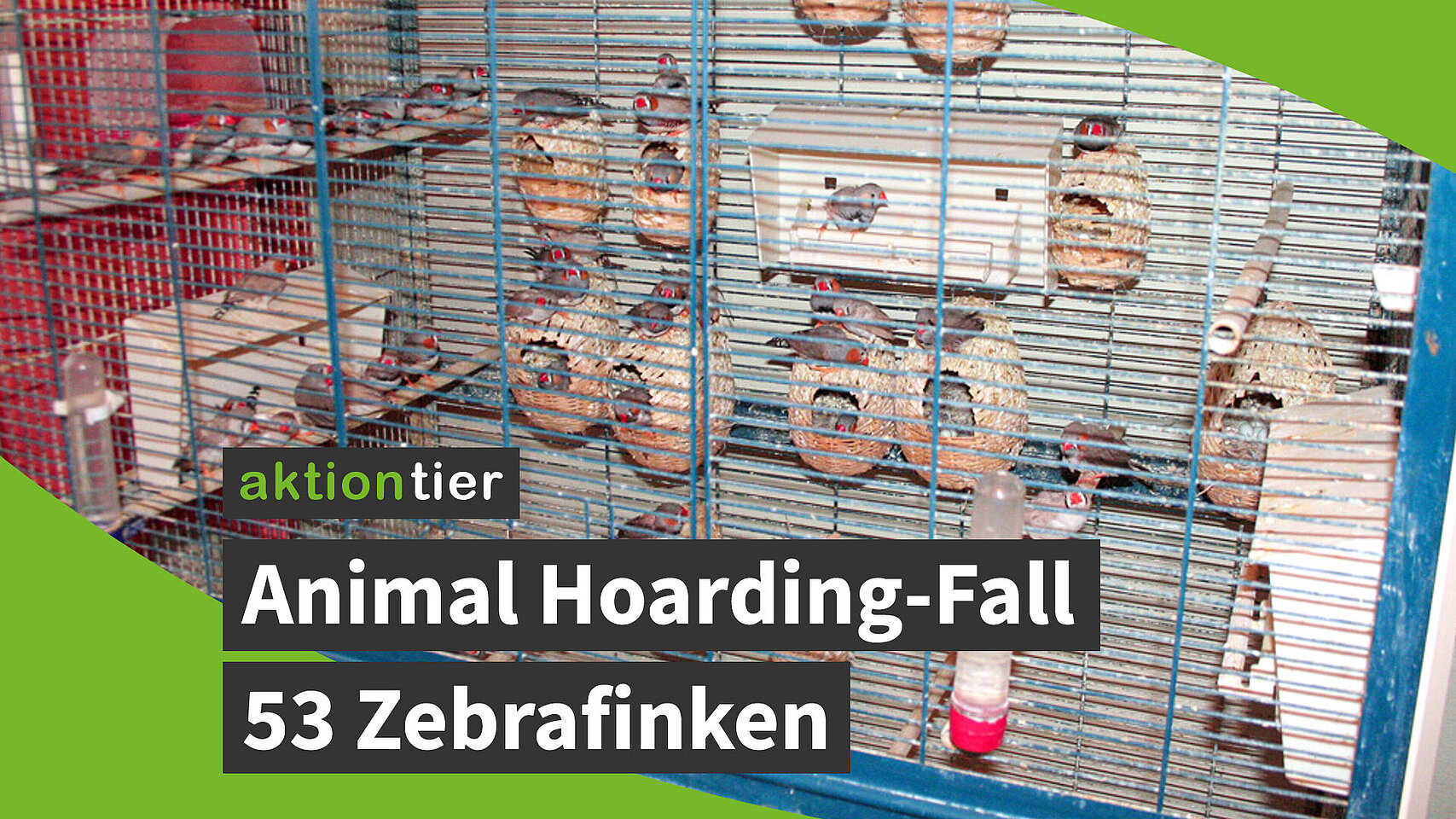 aktion tier Animal Hoarding-Fall: 53 Zebrafinken 