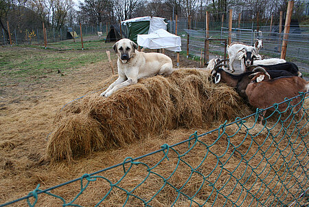 Kangal bei der Arbeit