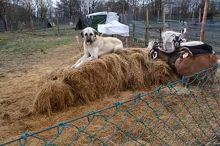 Kangal bei der Arbeit Kangal bei der Arbeit