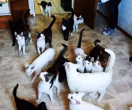 Gabi P. hielt ca. 60 Katzen