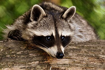 Ein Waschbär kann für Hund oder Katze durchaus gefährlich werden