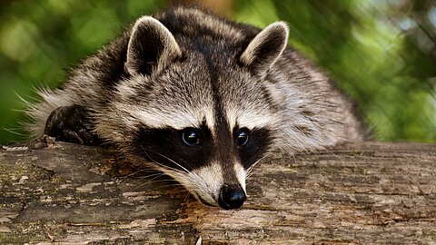 Ein Waschbär kann für Hund oder Katze durchaus gefährlich werden