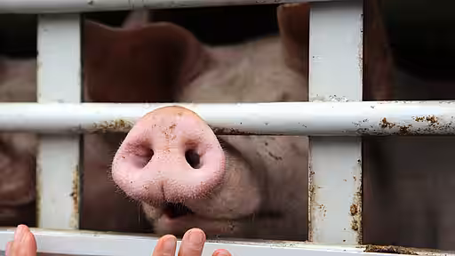 Schweine in der Massentierhaltung – produziert für einen globalen Markt, der vor allem auf niedrige Preise setzt. Schweine in der Massentierhaltung – produziert für einen globalen Markt, der vor allem auf niedrige Preise setzt.