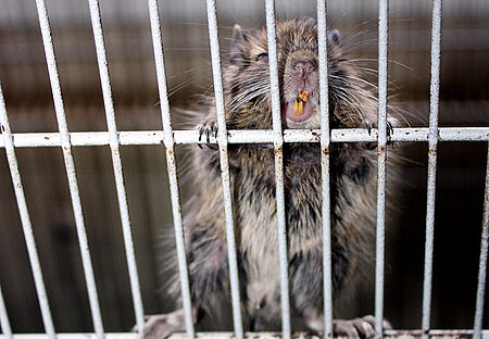 Degu-Baby am Gitter. 