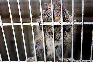 Degu-Baby am Gitter. 